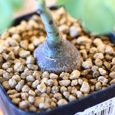 アデニア グラウカ / Adenia glauca  no.62525