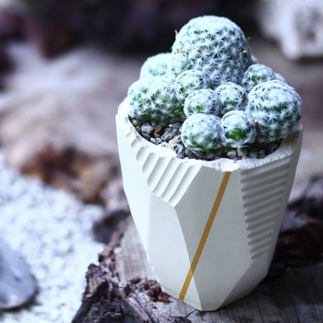 姫春星 Mammillaria humboldtii no.019