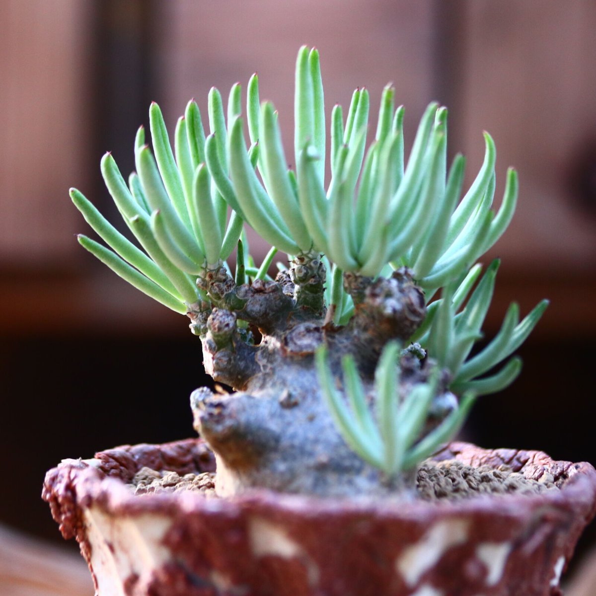 チレコドン ペアルソニー 白象 / Tylecodon pearsonii / 発根