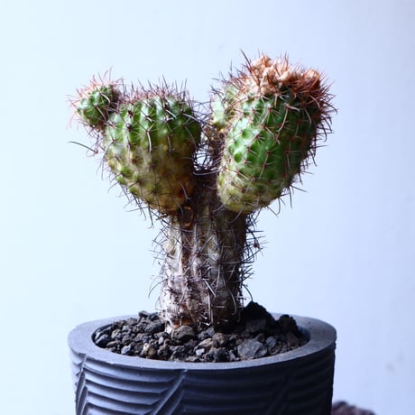 Parodia  sp   no.22323