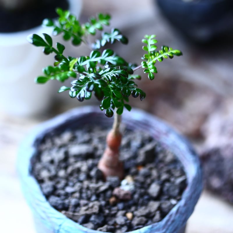 専用　実生　オペルクリカリア　デカリー オペルクリカリア・デカリーの基本情報・育て方｜多肉植物