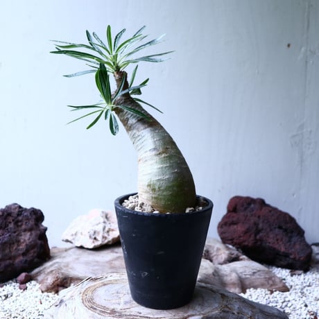 パキポディウム グラキリス   Pachypodium rosulatum var. gracilius no.102733