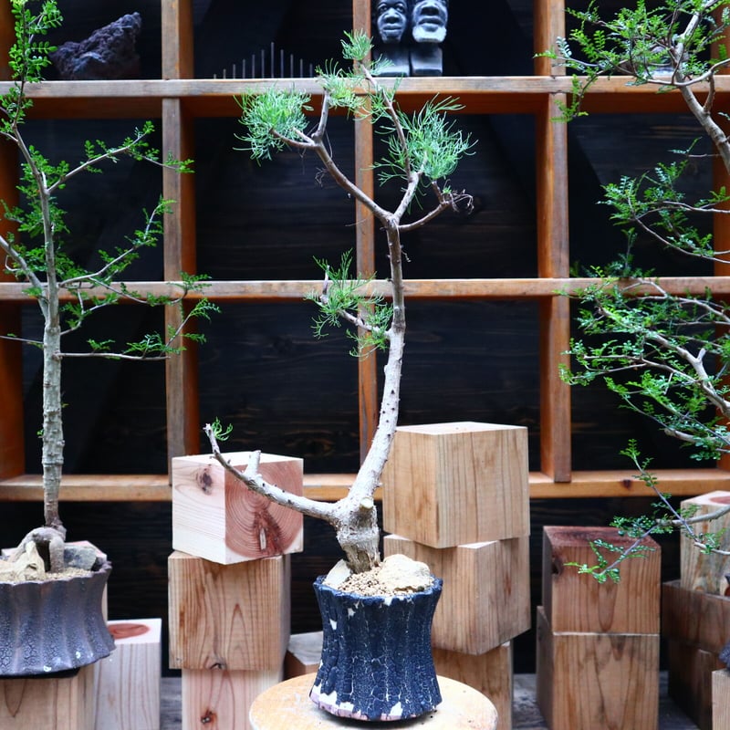 コミフォラ クラウセリアナ／Commiphora kraeuseliana no.62