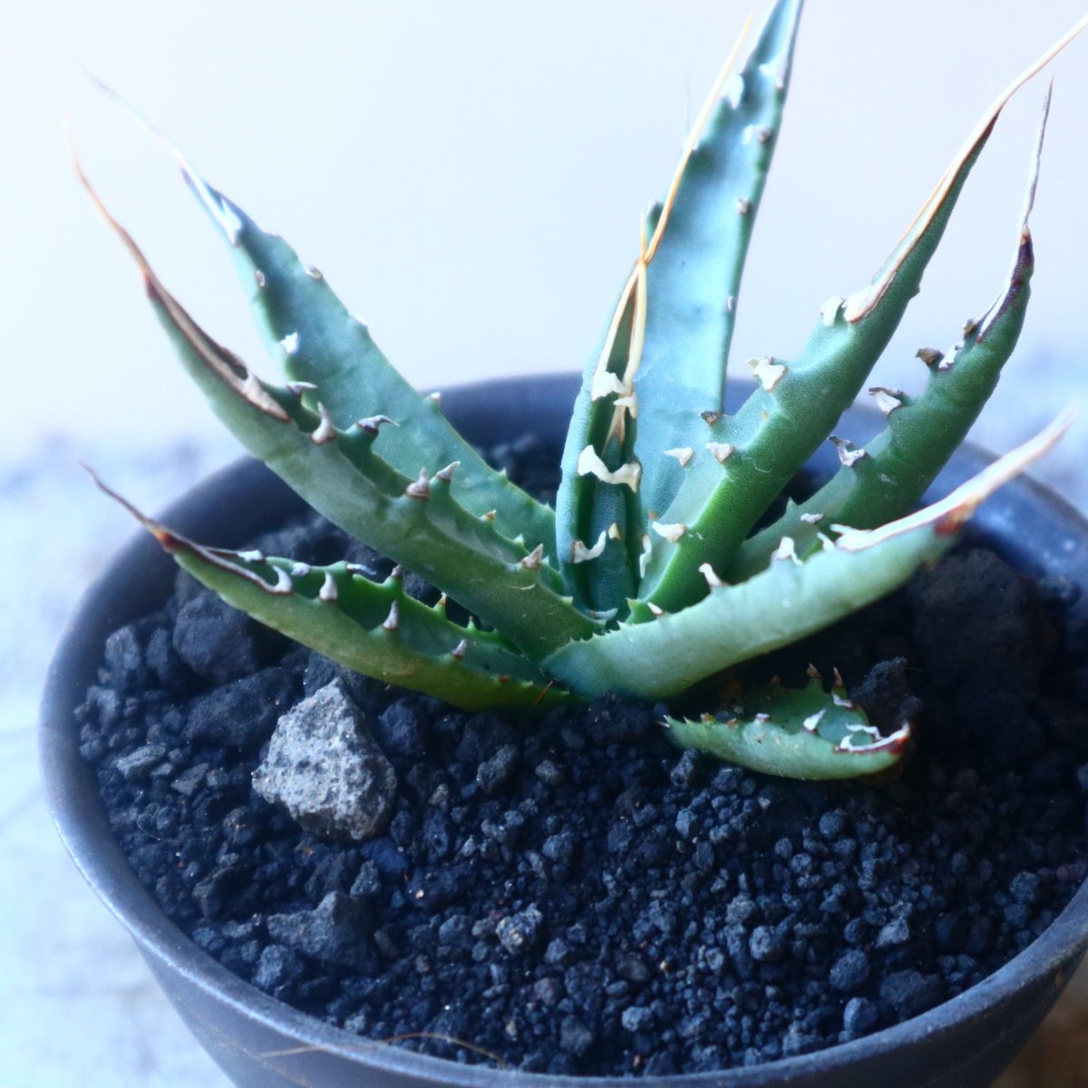 アガベ ユタエンシス エボリスピナ Agave uthaensis var. ebo