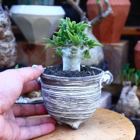パキポディウム  サウンデルシー (白馬城)  実生／Pachypodium saundersii  no.71843