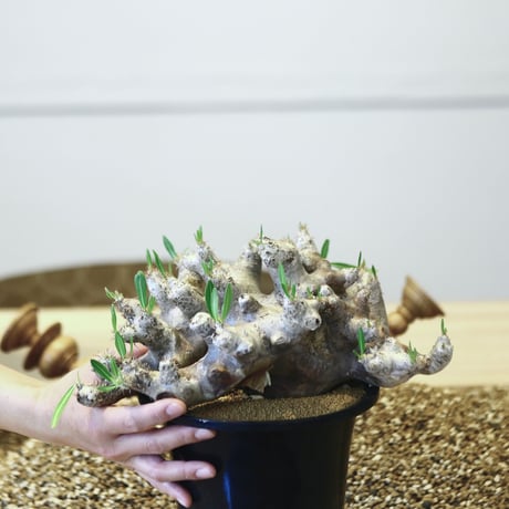 パキポディウム ブレビカリックス / Pachypodium densiflorum var. brevicalyx   no.42305