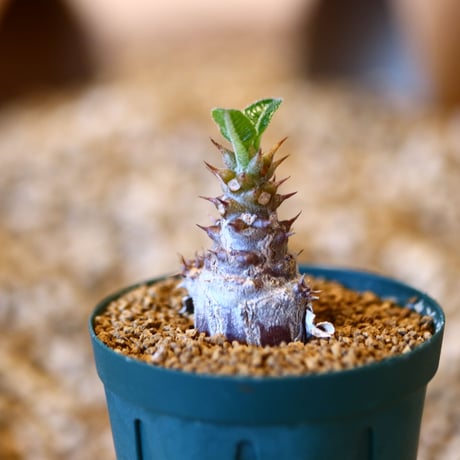 パキポディウム ウィンゾリー / Pachypodium baronii var. windsorii    no.50728