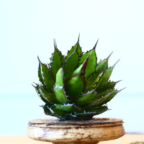 Agave horrida / Style of Chika   no.1015/72
