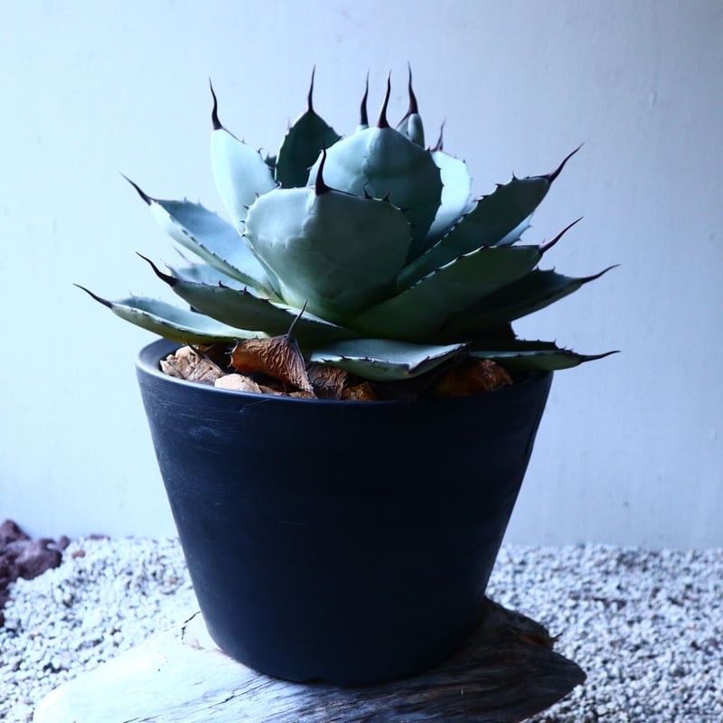 アガベ パリートランカータ Agave parryi var. truncata no. アガベ パリートランカータ Agave parryi var. truncata no.