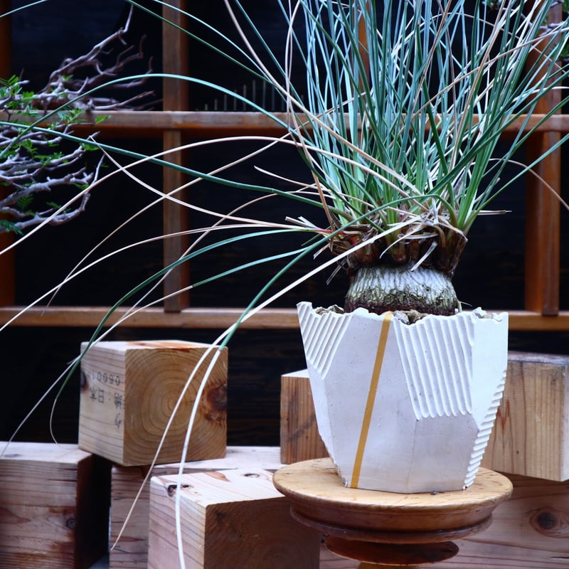 カリバナス フーケリー／Calibanus hookeri no.52307 | 芽の巣山