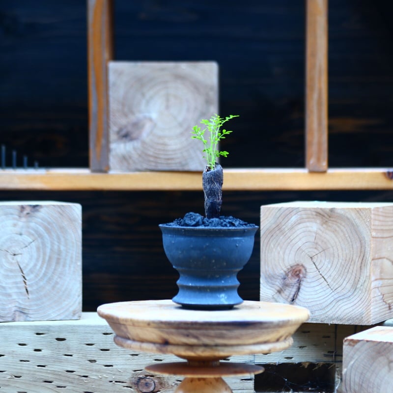 【根挿し】【鉢付発送】operculicarya pachypus パキプス D / Opercullicarya Pachypus 根挿し 【公式通販】