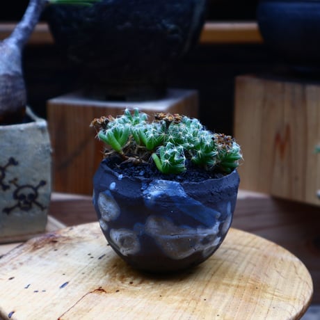 トリコディアデマ     デンスム   紫星晃／Trichodiadema densum   no.52339