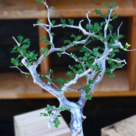 コミフォラ モンストローサ／Commiphora monstrosa   no.100353