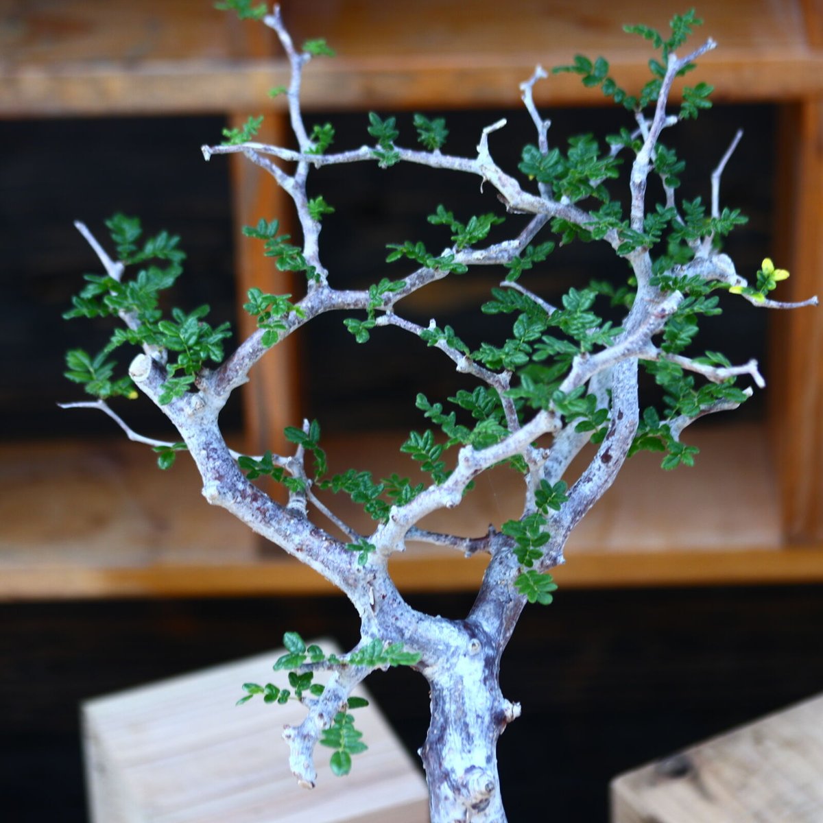 コミフォラ モンストローサ／Commiphora monstrosa no.100353