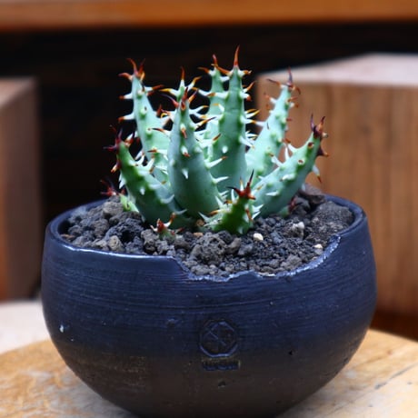 アロエ エリナケア／Aloe melanacantha ssp. var. erinacea  no.61911