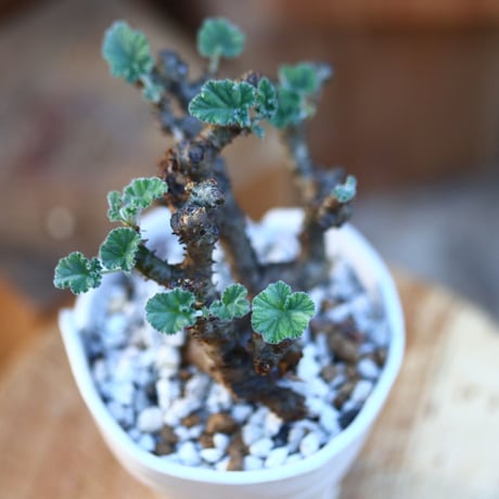 ぺラルゴ二ウム   エキナツム／Pelargonium  lechinatum   no.112838