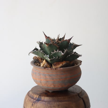 U.S. solareclipse (Agave titanota solareclipse) / Style of Chika × NOH　no.1227-56