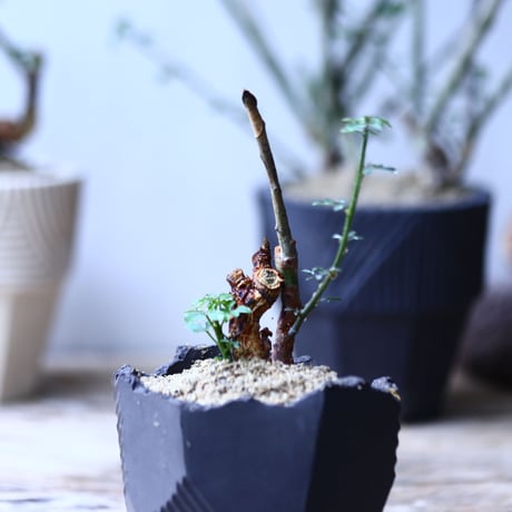 アデニア  サブセシリフォリア   Adenia subsessilifolia   no.92710