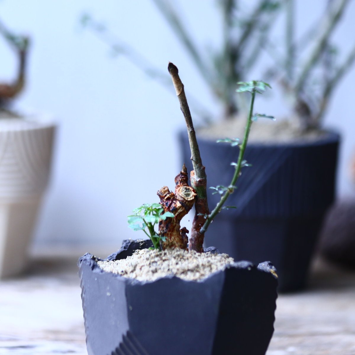 アデニア サブセシリフォリア Adenia subsessilifolia no.9