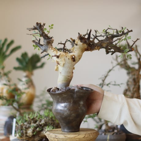 Commiphora kataf (pure) × Shu Hirai / PLANETX (5号)  no.1123/1