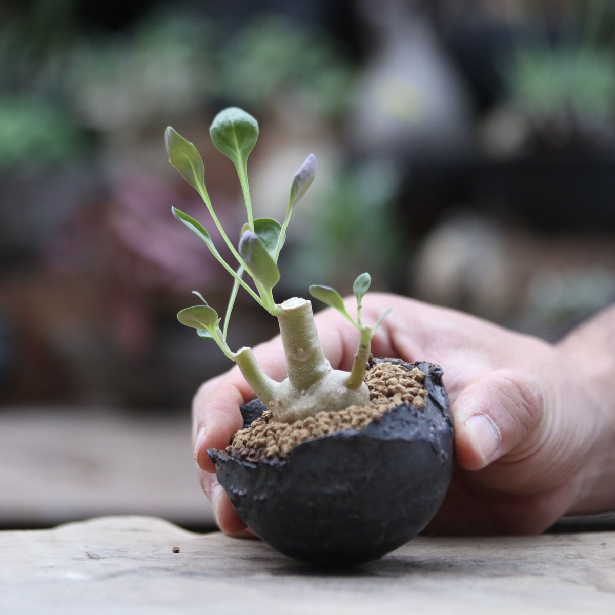 オトンナ トリプリネルビア 実生／Othonna triplinervia no.10