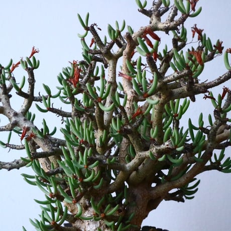 チレコドン  ブッコルジアヌス   Tylecodon  buchholzianus  No.017
