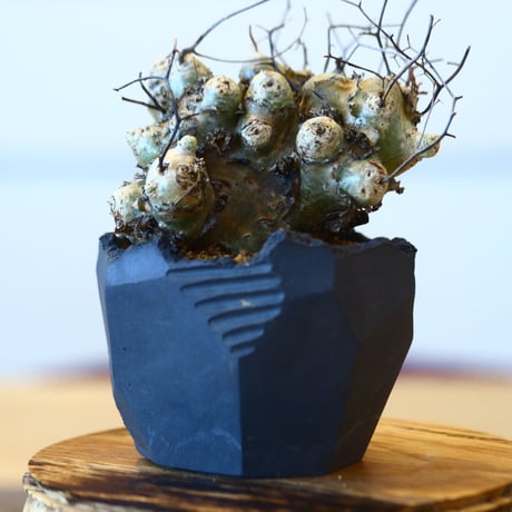 Tylecodon reticulate × N/OH  no.101510