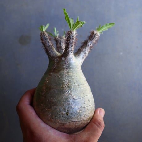 パキポディウム グラキリス 抜苗  Pachypodium rosulatum var. gracilius no.100634