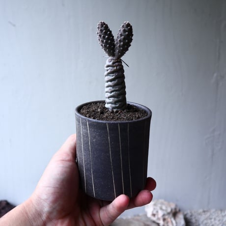 テフロカクタス アーティキュラータス イネルミス   松笠団扇  Tephrocactus articulatus var.inermis   no.72119