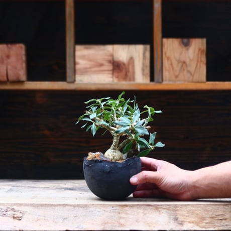 パキポディウム ビスピノーサム / Pachypodium bispinosum / 発根済み   no.40202