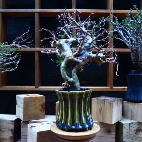 コミフォラ エミニー ／Commiphora eminii   no.52305