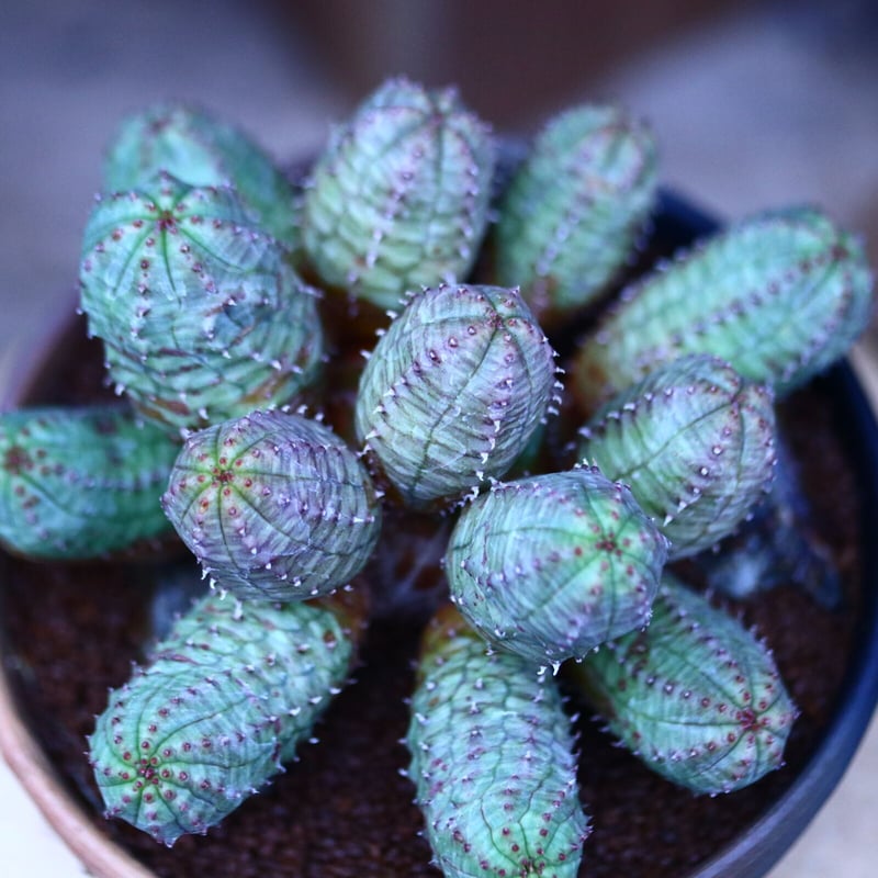 ユーフォルビア オベサ 梵天 no.122656 | 芽の巣山