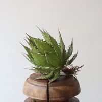 U.S. horrida (Agave horrida) / Style of Chika　no.1227-19