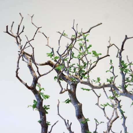 コミフォラ モンストローサ / Commiphora monstrosa   no.43002