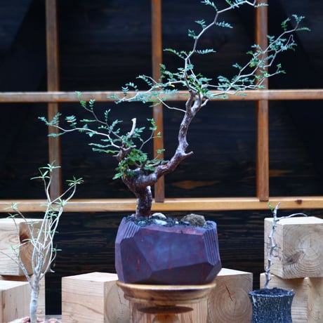 コミフォラ モンストローサ／Commiphora monstrosa   no.101050