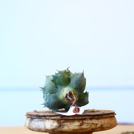 Agave Isthmensis / Style of Chika   no.1015/90
