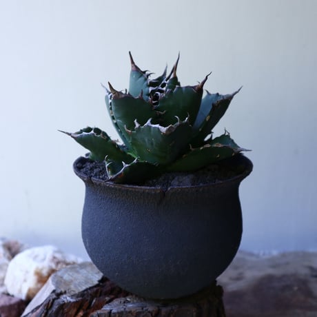 アガベ   チタノタ   FO-76   Agave titanota  "FO-76"  no.51905