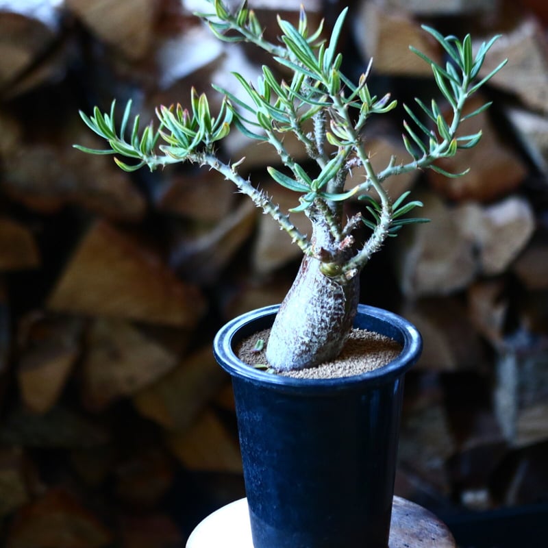 パキポディウム サキュレンタム Pachypodium Succulentum no