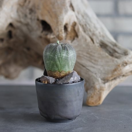 Euphorbia Obesa × Kazuhiro Arima (2.5号)  no.629-46