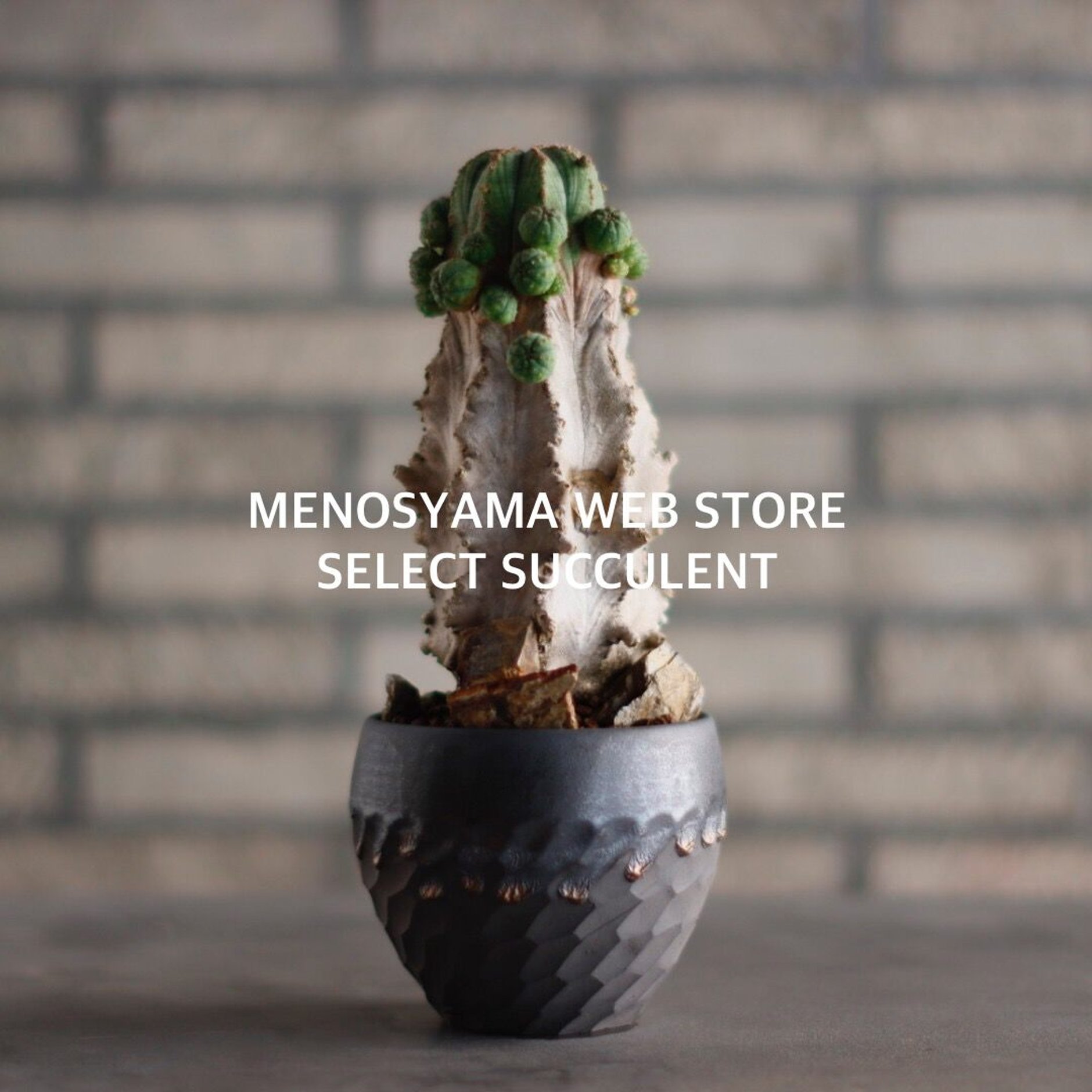 作家鉢 手作り 観葉 多肉 塊根 芽の巣山 カタチ製作所 素里 ②