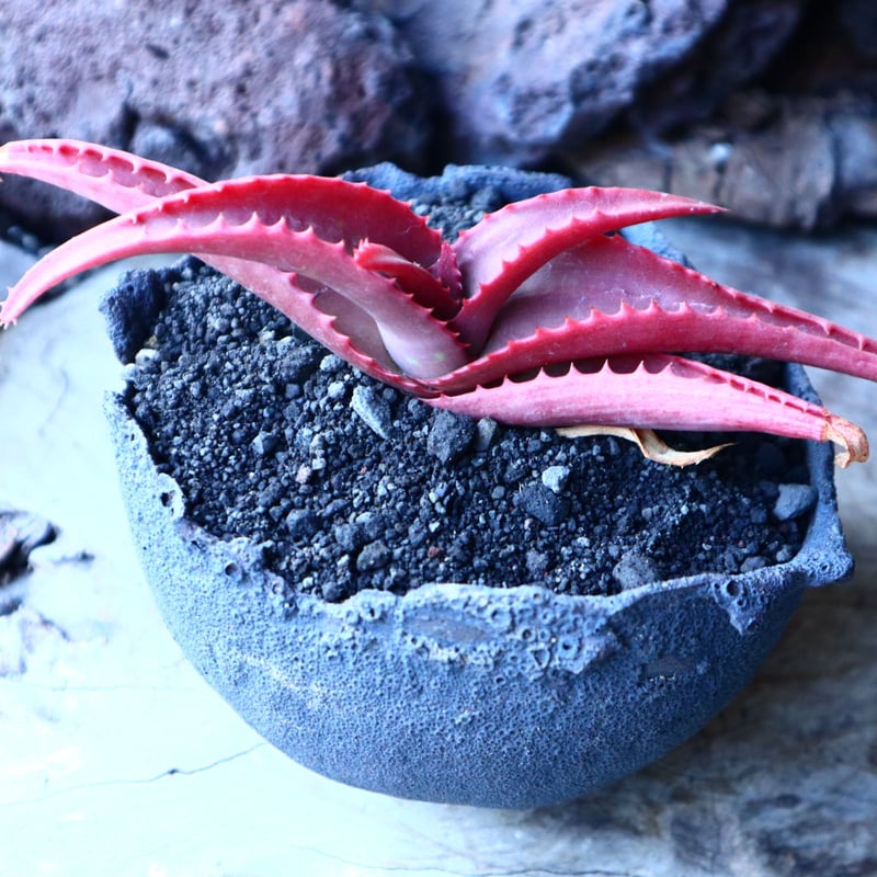 アロエ バンバレニー Aloe vanbalenii no.30102 | 芽の巣山