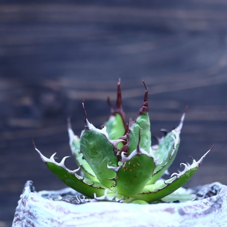 アガベ ホリダ    Agave horrida     no.30616