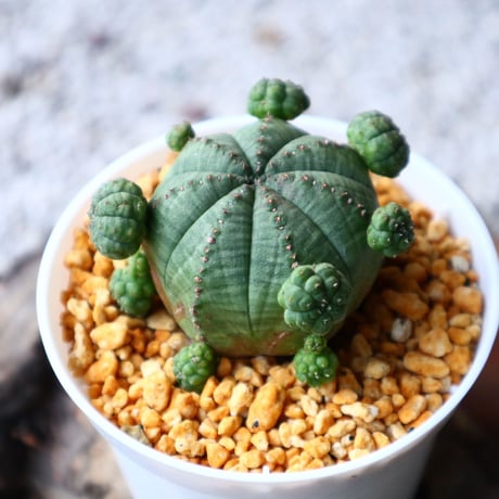 ユーフォルビア  オベサ  Euphorbia obesa  no.102820