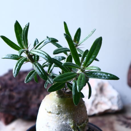 パキポディウム  サキュレンタム    Pachypodium Succulentum  no.004