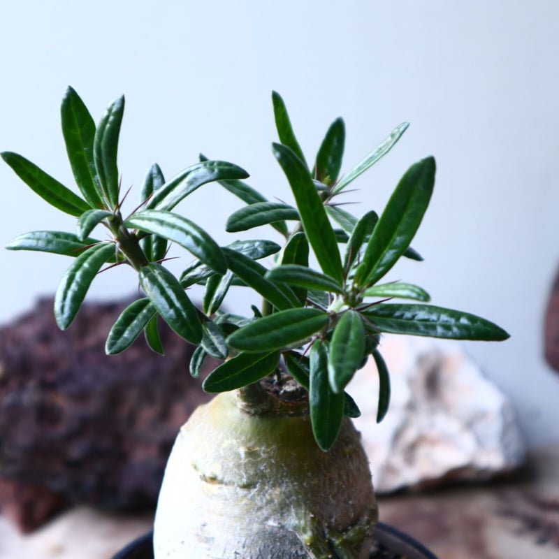 EMP パキポディウム サキュレンタム / Pa80