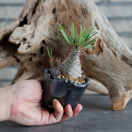 Pachypodium gracilius (BANKSIA WORKS ) × N/OH (2.5号)  no.622-11