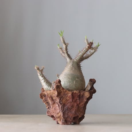Pachypodium gracilius × Ion Fukazawa / PLANETX (5号鉢)   no.420-45