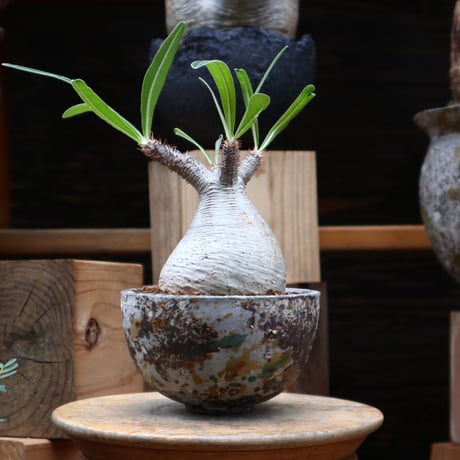 パキポディウム  グラキリス／Pachypodium  gracilius     no.82806