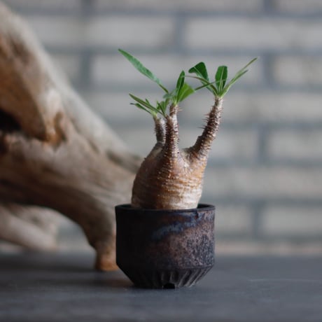 Pachypodium gracilius × N/OH (2.5号)  no.601/3