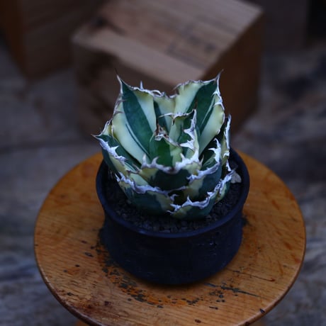 チタノタ スナグルトゥース／Agave titanota 'Snaggle Tooth'    no.92605